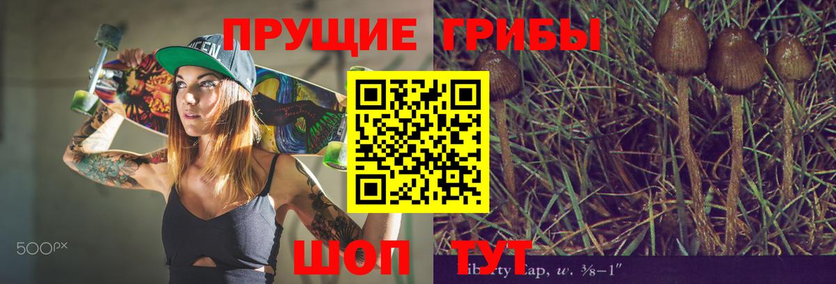 Псилоцибиновые грибы Psilocybe Лесозаводск